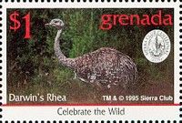 Darwin's Rhea (Rhea pennata)