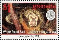 White-faced Saki (Pithecia pithecia)