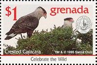 Crested Caracara (Caracara plancus)