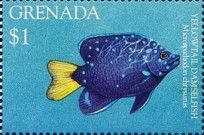 Yellowtail damselfish