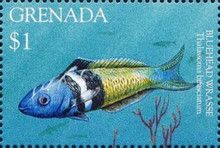 Bluehead wrasse