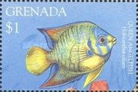 Queen angelfish (Holocanthus ciliaris)
