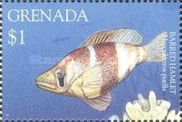 Barred haamlet (Hypoplectrus puella)
