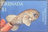 Porcupoine fish (Diodon hystrix)