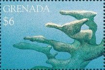 Elkhorn coral