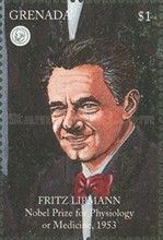 Fritz Lipmann, physiology or medicine, 1953