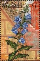 Canterbury bell