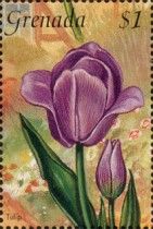 Tulip