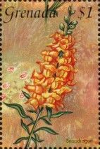 Snapdragon