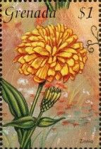 Zinnia