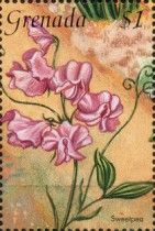 Sweetpea
