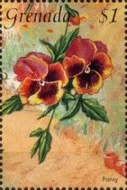 Pansy