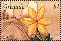 Winter jasmine