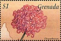 Chrysanthemum