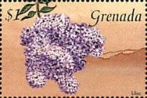 Lilac