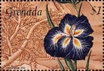 Japanese iris