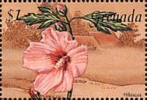 Hibiscus