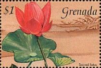 Sacred lotus