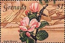 Apple blossom