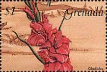 Gladiolus