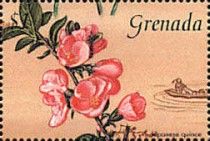 Japanese quince