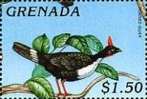 Horned Guan (Oreophasis derbianus)