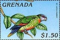 St. Lucia Parrot (Amazona versicolor)