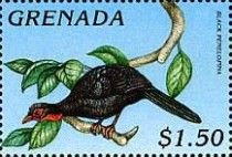 Black penelopina (Penelopina nigra)