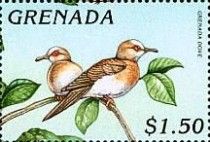 Grenada Dove (Leptotila wellsi)