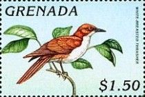 White-breasted Thrasher (Ramphocinclus brachyurus)