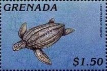 Leatherback turtle (Dermochelys coriacea)