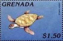 Green turtle (Chelonia mydas)
