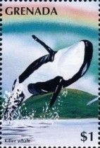 Killer Whale (Orcinus orca)