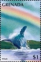Whale