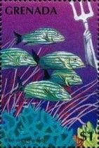 Blue-striped grunt (Haemulon sciurus)