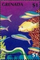 Van Gogh fusiliers, golden coney, ribbon moray eel