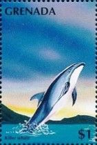 Killer Whale (Orcinus orca)