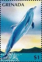 Dolphin