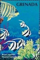 Royal angelfish