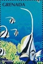 Pennant butterflyfish