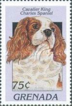 Cavalier King Charles spaniel