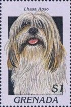 Lhasa apso