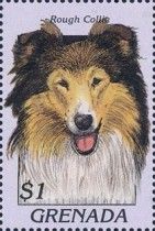 Rough collie