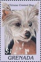Chinese crested dog