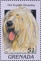 Old English sheepdog