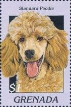 Standard poodle