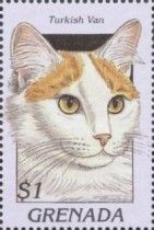 Turkish van