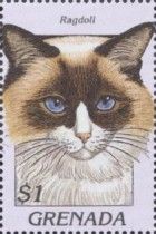 Ragdoll