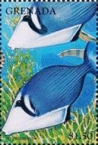 Lei triggerfish