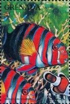 Harlequin wrasse